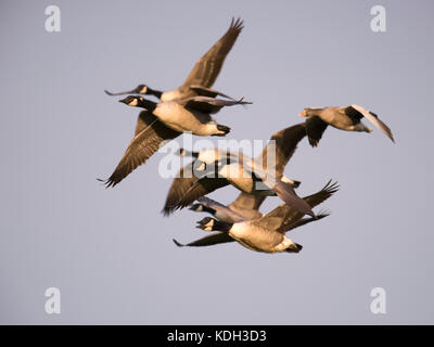 Un branco di oche del Canada (Branta canadensis) volare in formazione, Norfolk Foto Stock