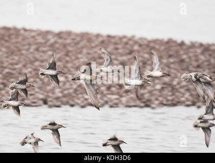 Un gruppo di nodi (Calidris canutus) e un solitario Bar-tailed Godwit (Limosa lapponica) volare oltre un grande gregge di nodo sono ' appollaiati a Snettisham, Norfolk Foto Stock
