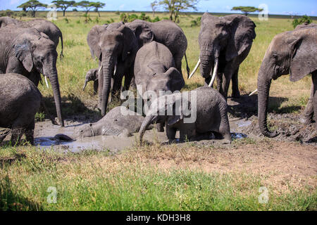 Un elefante africano avente un bagno di fango Foto Stock