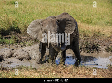 Un elefante africano avente un bagno di fango Foto Stock