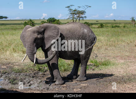 Un elefante africano avente un bagno di fango Foto Stock