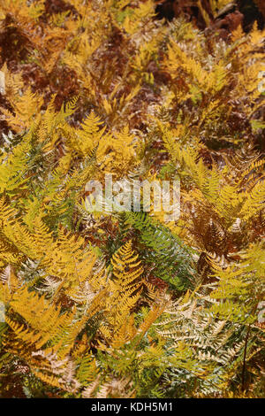 Selvatici di montagna con prato denso di colore giallo brillante bracken ruotando il colore in autunno;vista guardando verso il basso le felci, campo blazing,golden in presenza di luce solare. Foto Stock