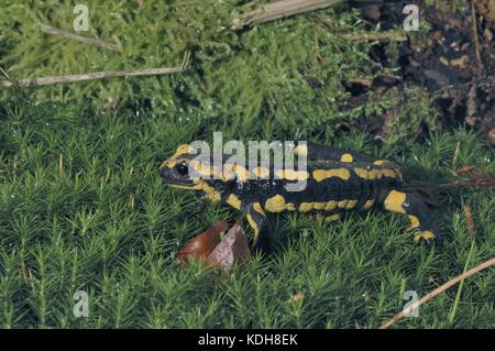 Salamandra (Salamandra salamandra terrestris) che si muove su un tappeto di mos in un bosco in estate Foto Stock