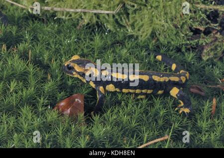 Salamandra (Salamandra salamandra terrestris) che si muove su un tappeto di mos in un bosco in estate Foto Stock