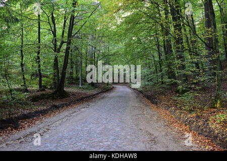 Stony road nella foresta nei primi giorni di autunno. Noi andare a ballare giù la strada pietroso Foto Stock