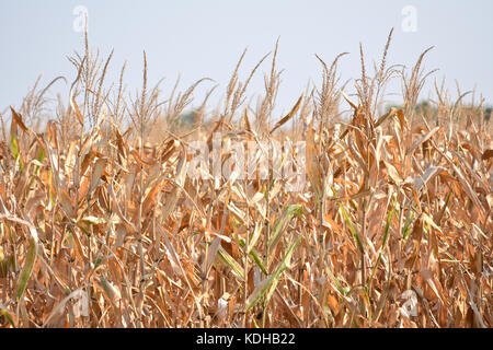 Coltivazione di mais nel Midwest - USA / Stati Uniti Foto Stock