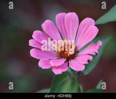 Zinnias provengono in molti colori e stili. Questa ne ha solo uno strato di pedali ma sono venuti anche in una spessa multistrato e varietà come il sole pieno. Foto Stock