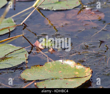 Bullfrog nuotare nella laguna costiera nel laghetto trustom National Wildlife Refuge Foto Stock
