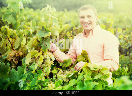 Ritratto di uomo sorridente nei pressi di uve in vigna in estate Foto Stock