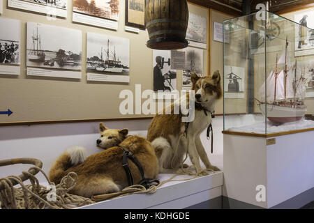 Polarmuseet o museo polare ripieni di slitte trainate da cani presentano all'interno. Tromso Norvegia Troms. Università con il museo della cultura scientifica reperti archeologici Foto Stock