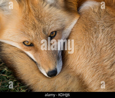 Red Fox (vulpes vulpes vulpes) closeup ritratto da sopra Foto Stock