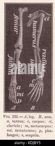 Pagina 194 presenta uno studio anatomico dettagliato delle ossa umane di braccia e gambe, che fornisce informazioni sulla struttura scheletrica e sull'anatomia umana a fini educativi o scientifici. Foto Stock