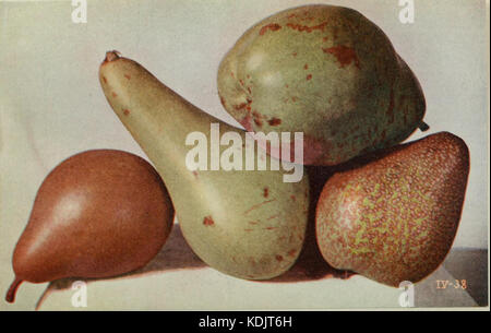 Luther Burbank i suoi metodi e scoperte e la loro applicazione pratica. Preparato dalla sua originale note sul campo che copre più di 100.000 esperimenti realizzati durante quaranta anni dedicati alla pianta (14784706442) Foto Stock