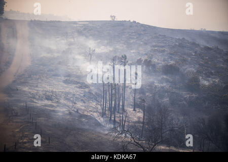 Anahiem Hills, California, Stati Uniti. 9 Ott 2017. Palma smolder nel Parco Regionale di Peters Canyon Lunedi dopo il Canyon Fire 2 bruciato through.The Canyon Fire 2 brucia in Anaheim Hills Lunedi 9 ottobre 2017. Almeno sei case erano bruciate dai forti venti di Santa Ana costringendo le evacuazioni. Il fuoco è stato stimato a oltre 2, 00 acri.3021783 la-me-anaheim-colline Fire Credit: Stuart Palley/ZUMA Wire/Alamy Live News Foto Stock