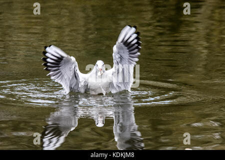 Melton Mowbray, Regno Unito. 14 ottobre, 2017: gregge di testa nera gull tornare alla loro annuale alimentazione invernale massa, apprezzato dai visitatori come essi passeggiare intorno al parco lago a guardare la luce del sole riflettere come i gabbiani pesci. Credito: clifford norton/alamy live news Foto Stock