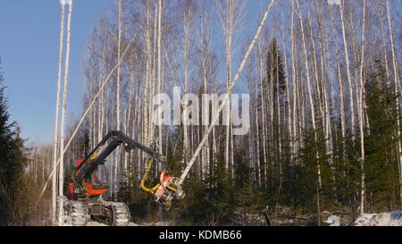 Preparazione per la piantagione di alberi. Il taglio di alberi con un bulldozer. Sradicare la foresta con un bulldozer. Tronchi di trasporto carrello elevatore a forche presso la segheria. buldozer e tronchi tagliati in una foresta Foto Stock