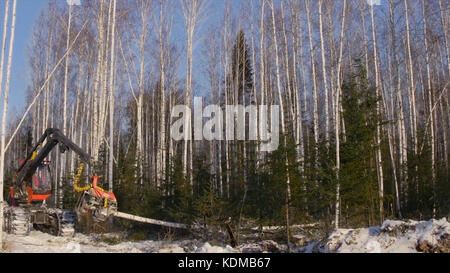 Preparazione per la piantagione di alberi. Il taglio di alberi con un bulldozer. Sradicare la foresta con un bulldozer. Tronchi di trasporto carrello elevatore a forche presso la segheria. buldozer e tronchi tagliati in una foresta Foto Stock