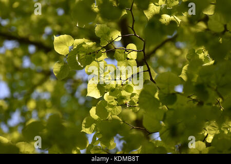 Albero verde fogliame inondate di luce calda del sole Foto Stock