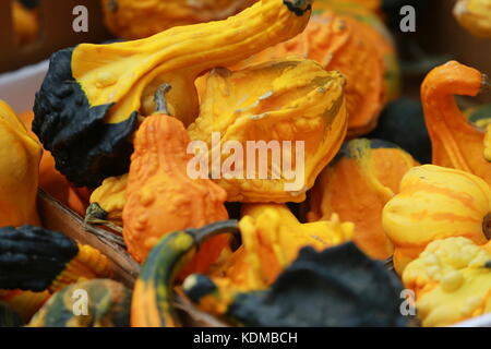 Una mostra di squash in mostra ad un mercato agricolo Foto Stock