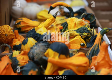 Una mostra di squash in mostra ad un mercato agricolo Foto Stock