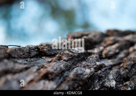 Bellissimo albero cortecce shot con luce naturale e colori. vecchie e arrugginite sfondo Foto Stock