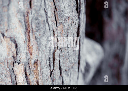 Bellissimo albero cortecce shot con luce naturale e colori. vecchie e arrugginite sfondo Foto Stock