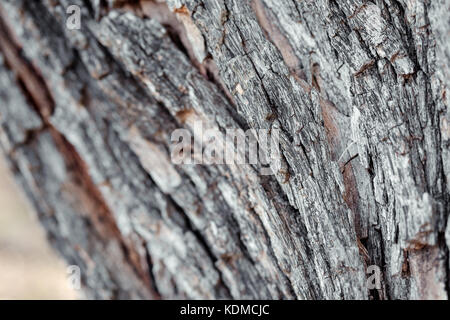 Bellissimo albero cortecce shot con luce naturale e colori. vecchie e arrugginite sfondo Foto Stock