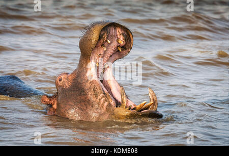 Ippopotamo con la bocca aperta con sbadiglia territoriale che mostra denti grandi. st. Lucia, sud africa Foto Stock