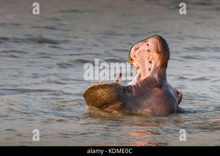 I giovani simpatici ippopotami calf sbadigli nelle lagune di st. Lucia, sud africa Foto Stock