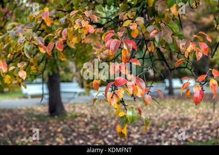 Praga in autunno Vojany i giardini, giardino tranquillo nel cuore del quartiere di Mala Strana, Praga, Repubblica Ceca Foto Stock