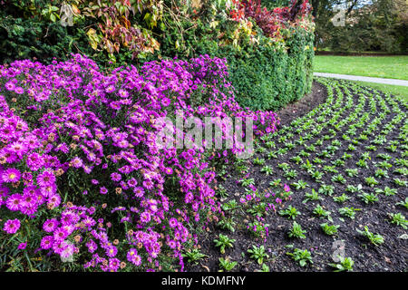 Praga fiori Aster in Vojany i giardini, giardino tranquillo nel cuore del quartiere di Mala Strana, Praga, Repubblica Ceca Foto Stock