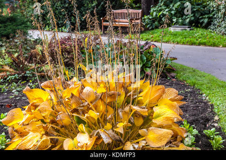 Autunno di Praga nei Giardini di Vojany, un tranquillo nel cuore del piccolo quartiere di Praga, Repubblica Ceca, giardino fogliame hosta in autunno Giardino Parco di Praga Foto Stock