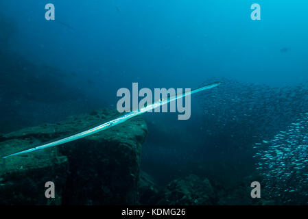 Bluespotted Cornetfish, Fistularia Comersonii Rüppell, 1838 Kushimoto, Wakayama, Giappone Foto Stock