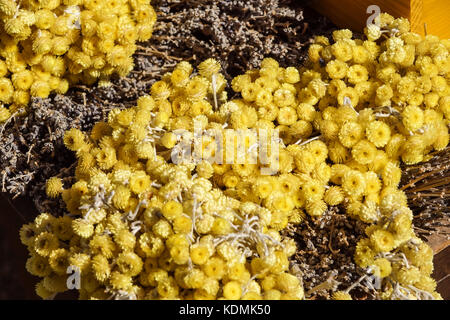 Piccolo crisantemo giallo fiori sul tavolo Foto Stock