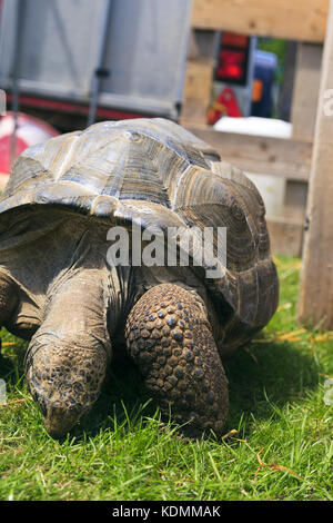 Tartaruga gigante di Aldabra mangiare erba Foto Stock
