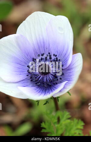 Ravvicinata di un anemone bianco con sfumature viola su petali Foto Stock