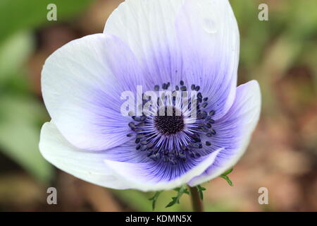 Ravvicinata di un anemone bianco con sfumature viola su petali Foto Stock