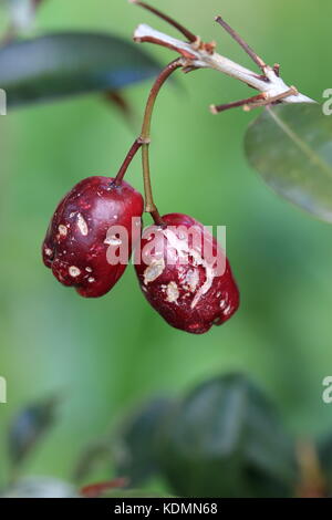 Close up di syzygium australe nativi australiani frutti danneggiati dalla pioggia Foto Stock