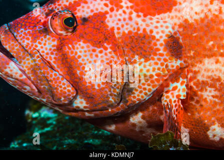 Il pomodoro hind, cephalopholis sonnerati (Valenciennes, 1828), e chiaro cleaner gamberetti, urocaridella antonbruunii (Bruce, 1967) Foto Stock