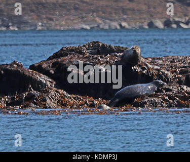 Le guarnizioni di tenuta e i leoni di mare tutto il resto insieme sulla costa rocciosa nella parte sud orientale, Alaska Foto Stock