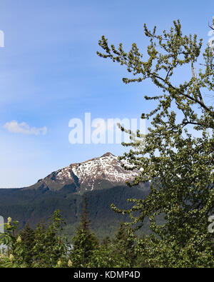 Alberi di pino e le montagne che circondano il Mendenhall Glacier area ricreativa di Juneau, in Alaska Foto Stock