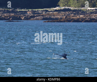 Le enormi dimensioni del Humpback Whale non è così evidente quando essa immersioni per cibo e tutto quello che vedete è la coda. Essi potranno restare immerso per un massimo di 30 min. Foto Stock