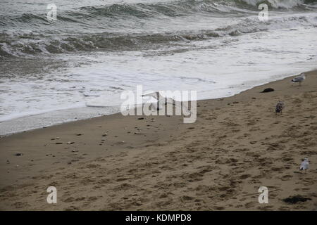 Un gabbiano volare sopra una spiaggia con altri gabbiani già sulla sabbia Foto Stock