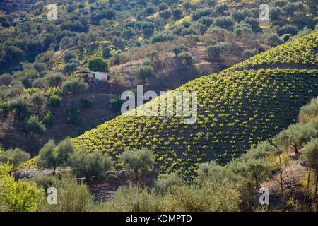 Mandorle, uva e olive crescente su una collina in Andalusia, Spagna Foto Stock