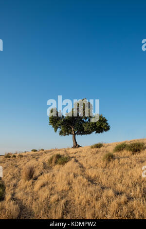 Albero solitario sull orizzonte alla fine del percorso Foto Stock