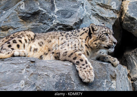 Snow Leopard / oncia (panthera uncia / uncia uncia) appoggiato sulla sporgenza di roccia in roccia, nativa per le gamme della montagna del centro e del sud asia Foto Stock