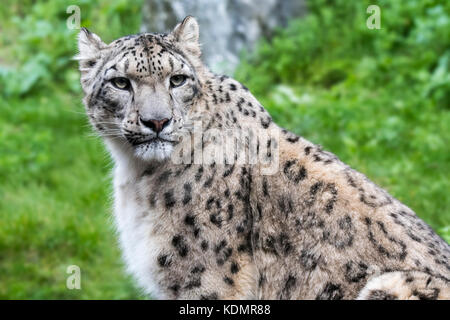 Snow Leopard / oncia (panthera uncia / uncia uncia) nativa per le gamme della montagna del centro e del sud asia Foto Stock