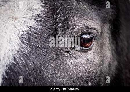 Cavallo nero con il bianco blaze closeup dell'occhio Foto Stock