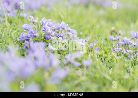 Violette che fiorisce in un campo in primavera Foto Stock