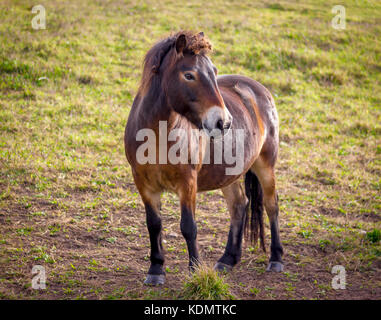 Dartmoor pony pascolare presso la Sussex South Downs seguendo il loro trasferimento annuale Foto Stock